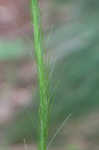 Eastern turkeybeard